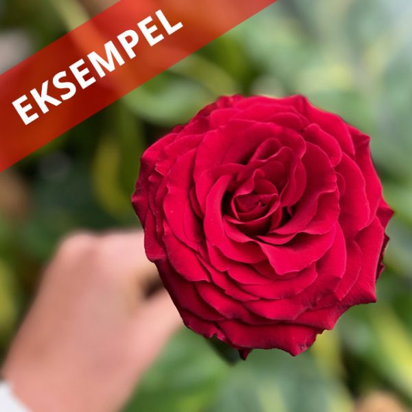 Enkel rose